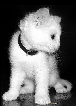 Настёнка Хохлачёва