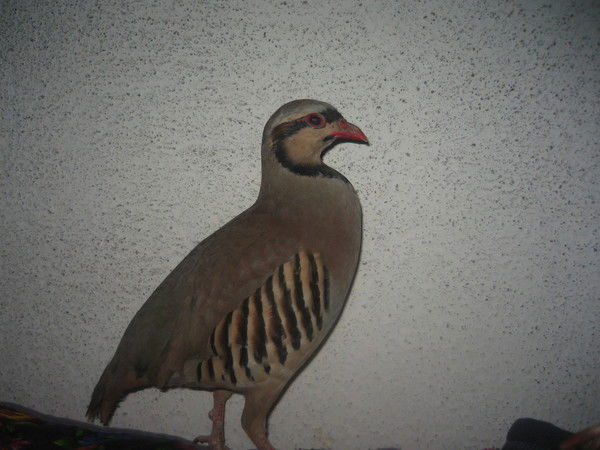 Самиаллох Ибрагимов