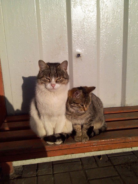 Анна Сажнёва