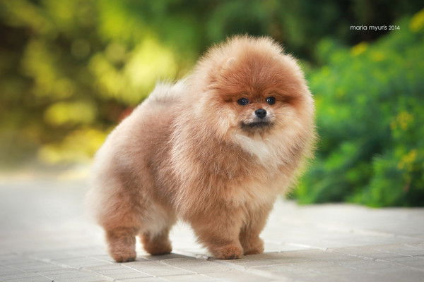 Елена Джолли Спрайт