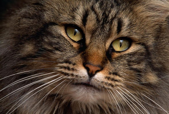 Наталья Зверева