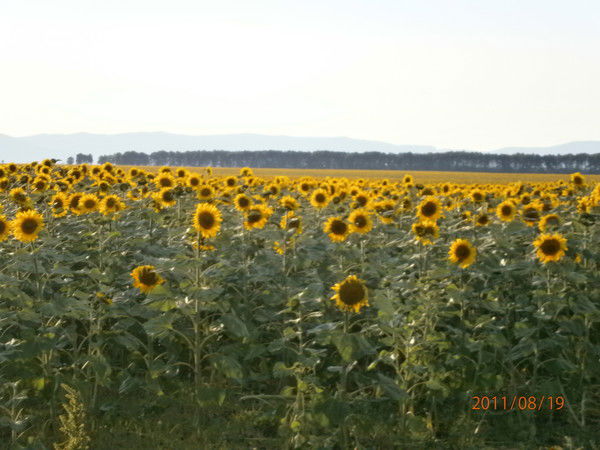 Айгуль Кемелбекова