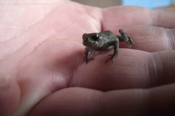 Наталия Саввон