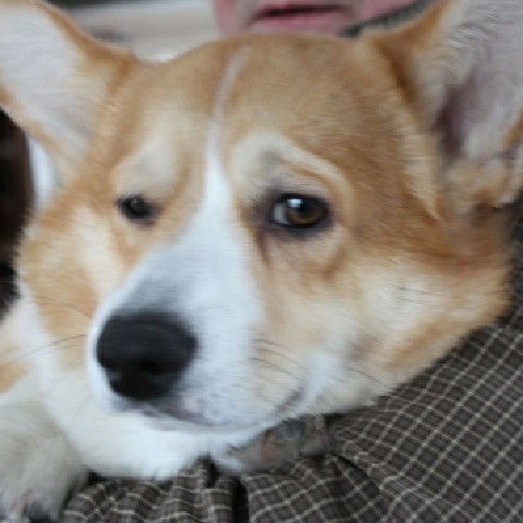 Антон Истомин