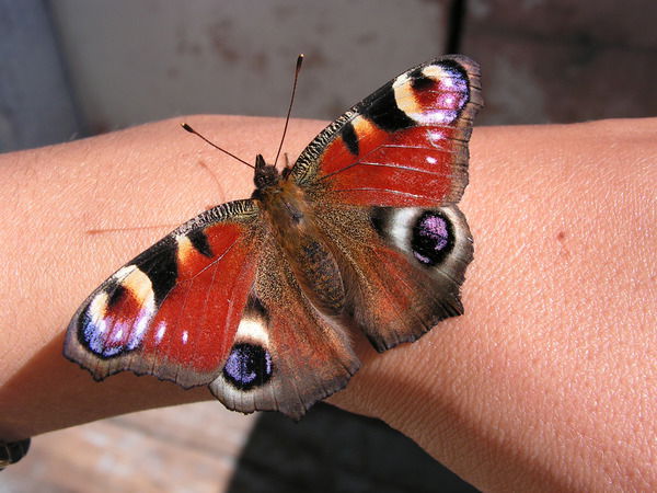 Юлия Салтымакова