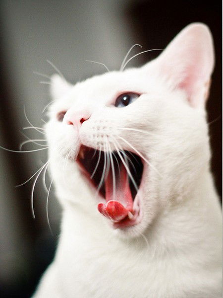 Татьяна Басова