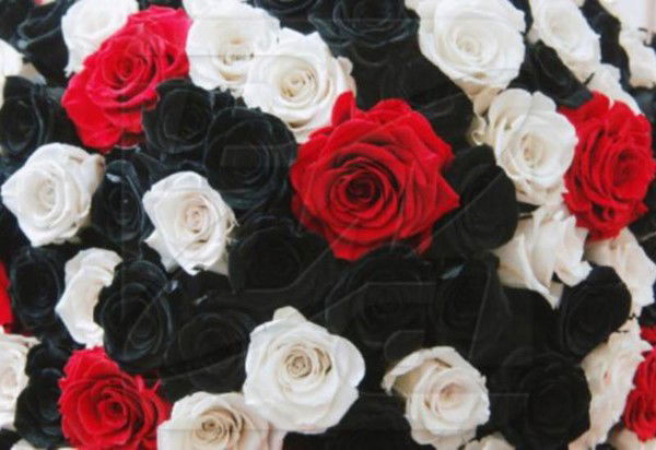 Василиса Ковалевская