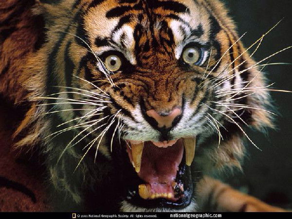 Владимир Григорьев