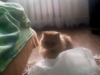 Николай Шамов