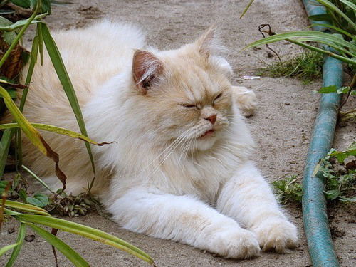 Елена Платто