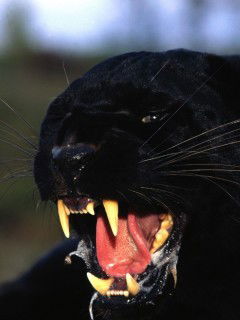 Ирина Малахова