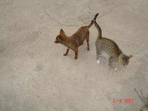 Лариса Рязанова