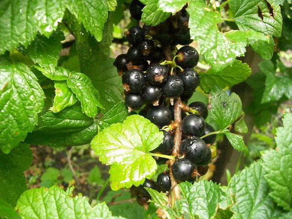 Росто Досааф