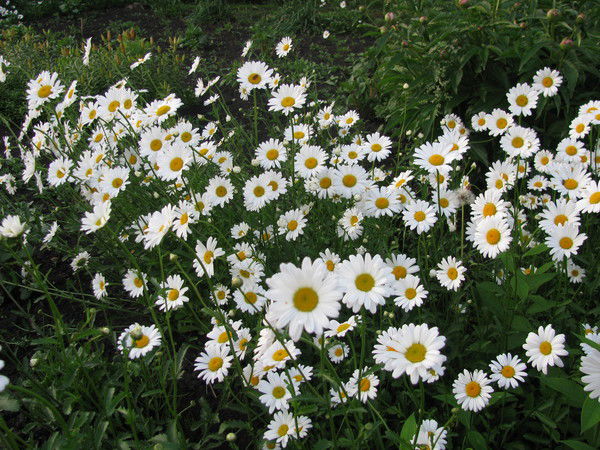 Светлана Тавлеева