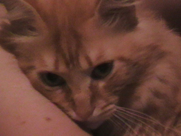 Ирина Карпишина