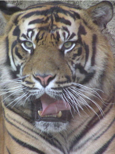 Сергей Косарев