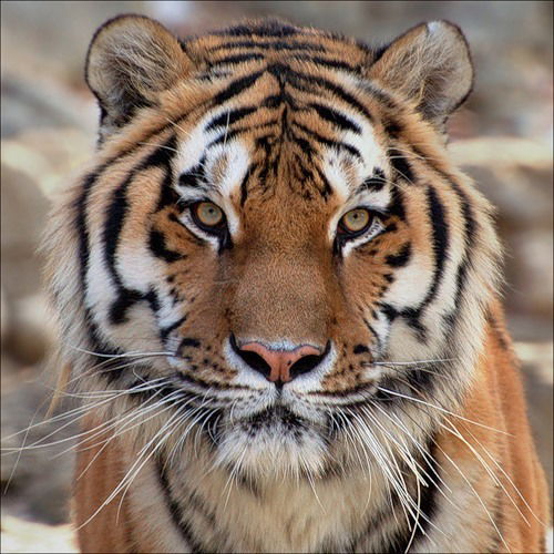 Светлана Коротеева