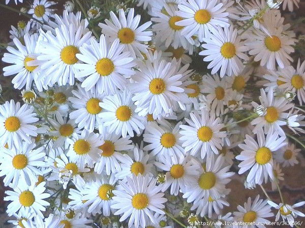 Наталья Бобнева