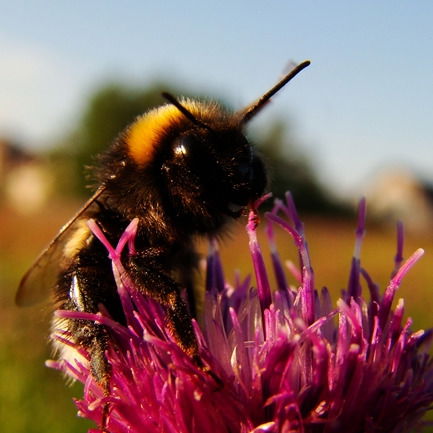 Алексей Евгравьев
