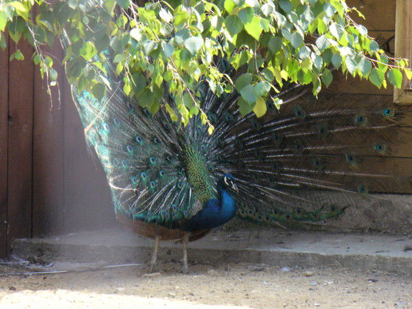 Ирина Кузьмина