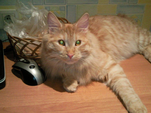 Александр Грищенко