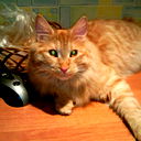 Александр Грищенко