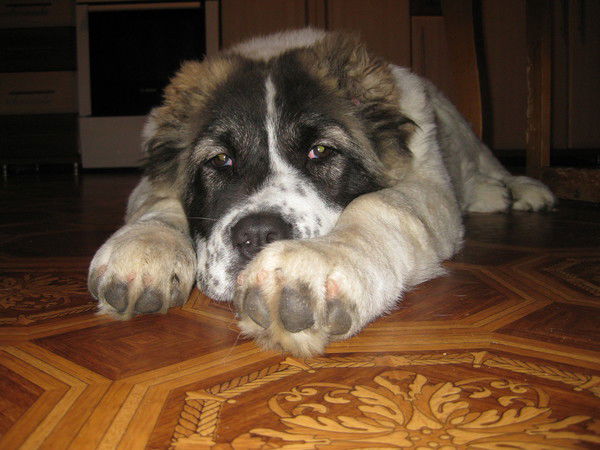 Нуриман Идрисов