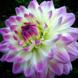 Алла Лаврентьева