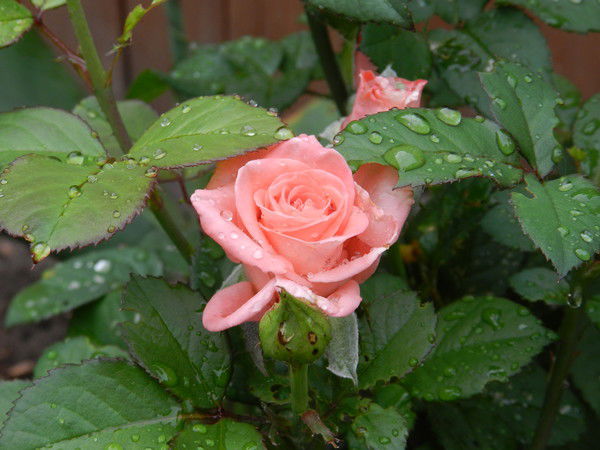 Ирина Близнякова