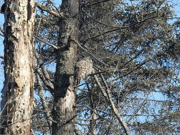 Владимир Чеканов