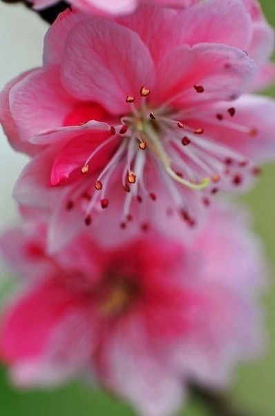 Кристина Бардо