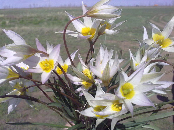 Людмила Васильева