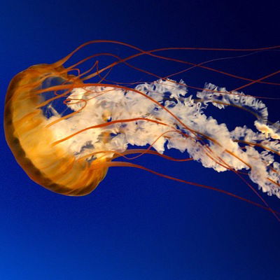 Регина Каримова