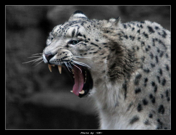 Лана Просто