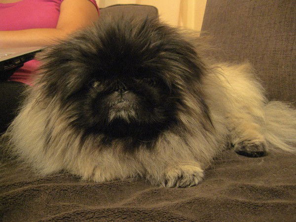 Олег Петрищев