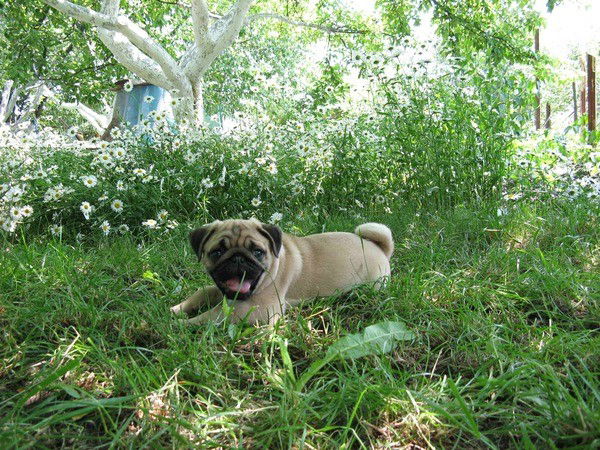 Александр Наметкин