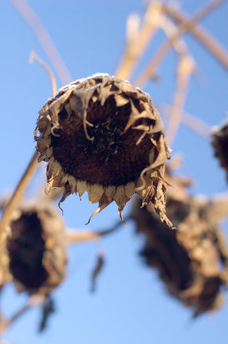 Любовь Страсть