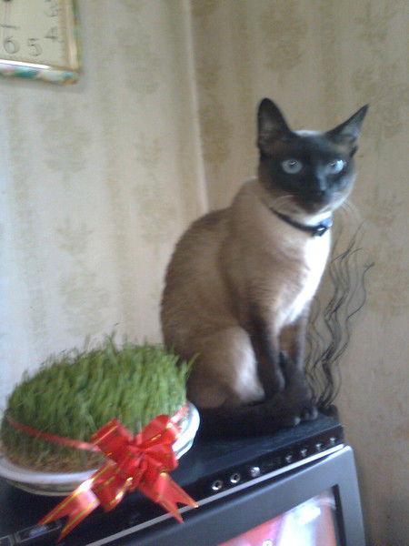 Наиля Гулиева