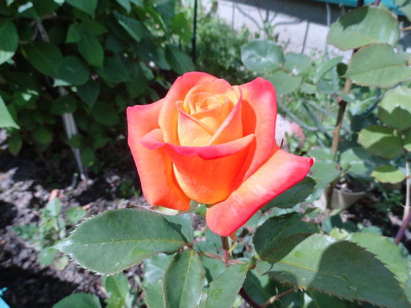 Марина Шитикова