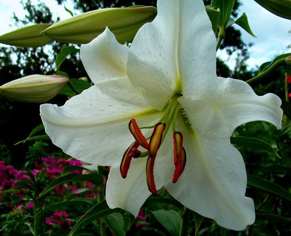 Елена Якушева