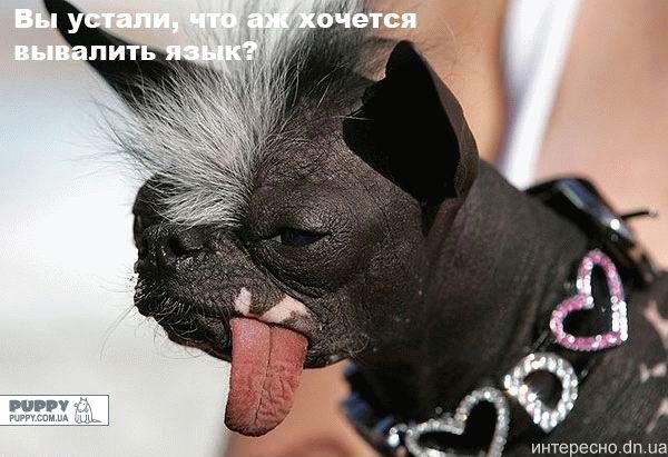 Патрик Джян