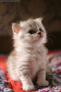 Славик Иваненко