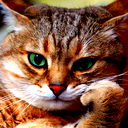 Кот Кот