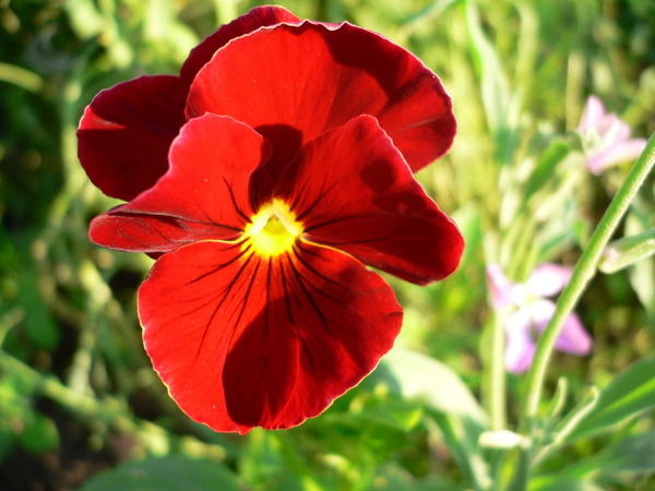 Алимова Айнура