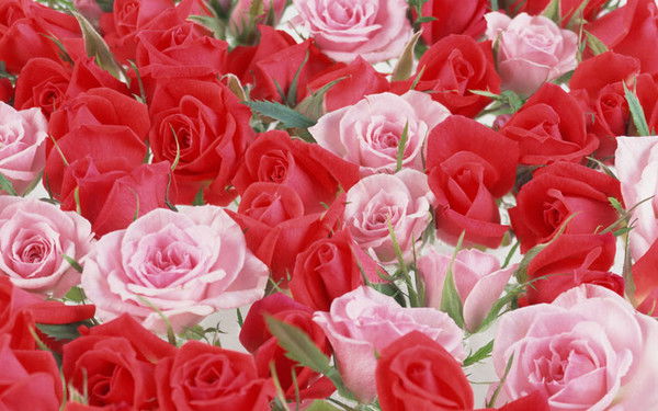 Айсылу Фатхутдинова