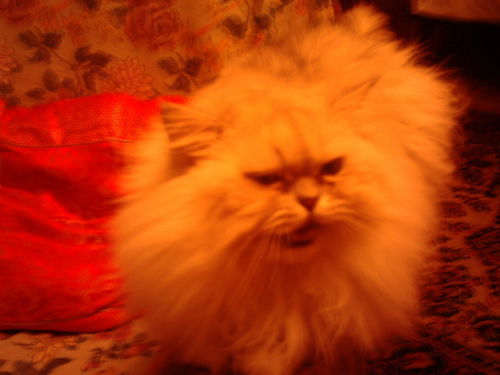 Ермаков Владимир