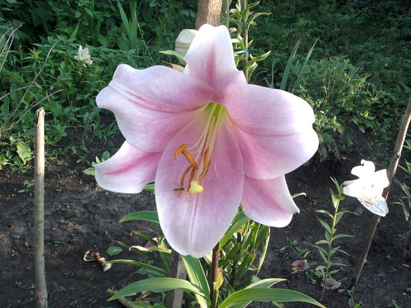 Алеся Клименкова