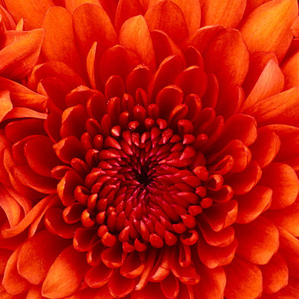 Диляра Юсифзаде