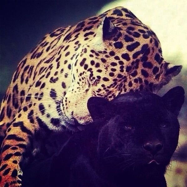 Айдана Толеутаева