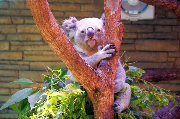 Юрий Никитич